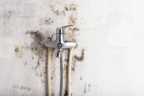 Best Mold Removal Company Near Me  in Boling, TX