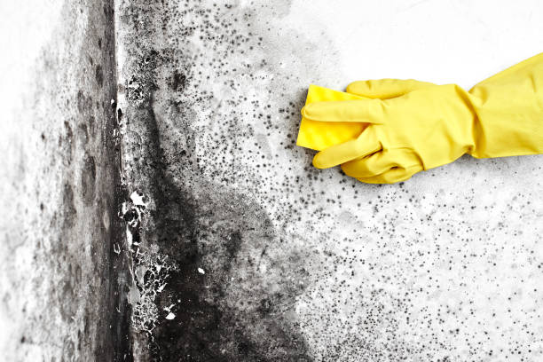 Best Mold Testing  in Boling, TX