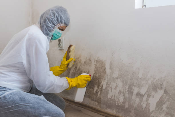 Best Commercial Mold Removal  in Boling, TX