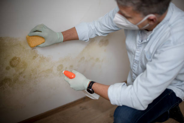 Professional Mold Removal in Boling, TX