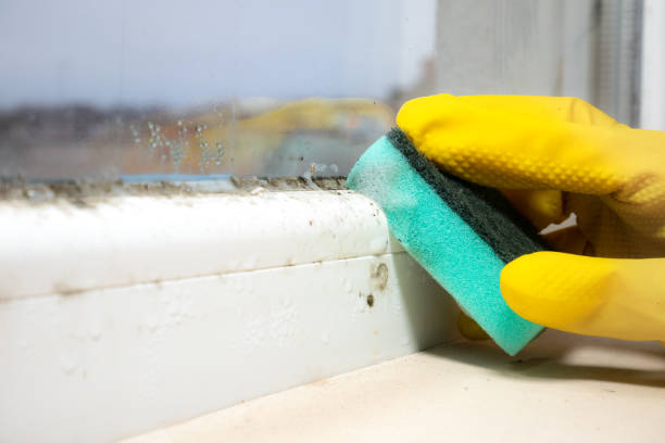 Best Certified Mold Removal  in Boling, TX