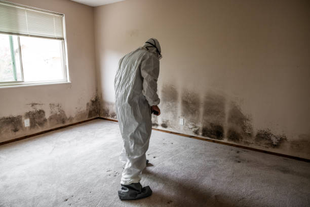 Best Local Mold Removal Service  in Boling, TX